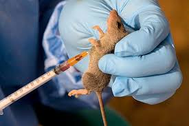 Lassa fever transmitted by rat