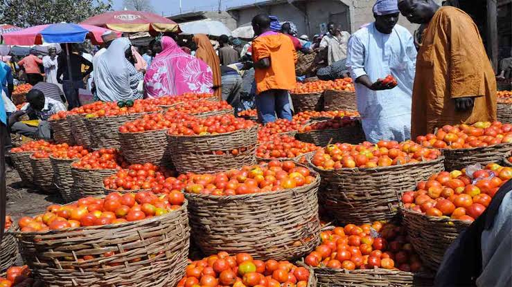 Ramadan: Tomato Farmers Allay Fears Of Price Hike